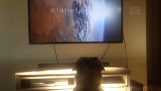 Pes, ktorý miluje sa pozerať na televíziu