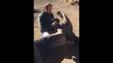 A condor comes to greet the man who rescued him