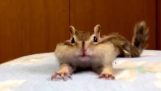 Egy mókus élvezi friss ágynemű