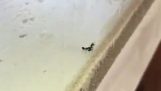 El sacrificio de una hormiga