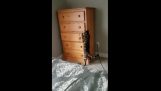The cat hid in the drawer