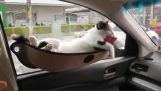 caz pisica pentru masina