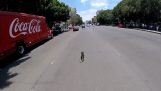 Cyklista naháňa pes v stredu cesty (Mexiko)