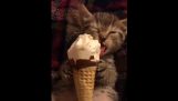 Γατάκι απολαμβάνει ένα παγωτό