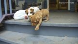 Σκύλοι και σκάλες
