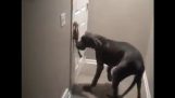 犬はドアを開けるための方法を見つけます