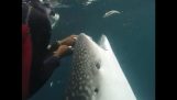 Diver עוזר לוויתן הסרת שורה מתוך הפה