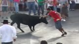 Bulls bestrafen Menschen