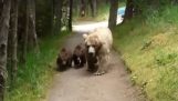 Caminhante enfrentando um urso com seus filhotes