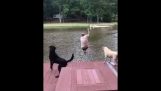 Dogs run to save their boss