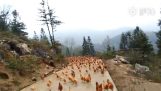 Ένας αγρότης στην Κίνα μαζεύει τις κότες του για φαγητό