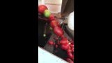 Uma planta rápida triagem para o tomate