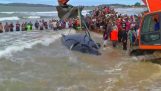 수백명의 사람들 혹등 고래가 물에 복귀하는 데 도움이