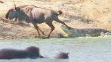 Hippo hilft ein Gnu von Krokodil angegriffen