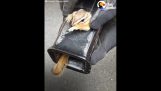 Orava pelastus
