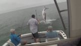 Бяла акула краде плячка на рибар