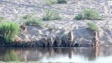 20 lions boivent de l'eau le long de la rivière