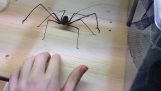 Jogo com uma aranha Euphrynichus Amanica