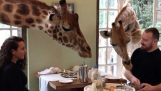 Ontbijt met giraffen