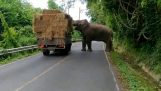 一只大象偷干草球从路过的卡车