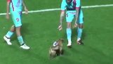 Dog interrupts football match