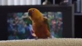 En papegøje dans “Jeg kan godt lide at flytte det”
