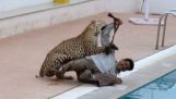 Hint Okulu leopar saldırı