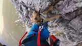 Ορειβασία παρέα με ένα σκύλο