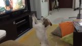 Ο σκύλος που θέλει να ακούει το “Despacito”
