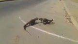 Two lizards in Greco-Roman wrestling match