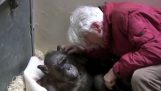 מבוגר גוסס שימפנזה עם חברו הוותיק פוגש מחמם את הלב