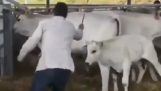 Η αντεπίθεση της αγελάδας