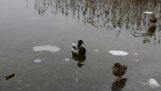 Pato de pouso em um lago congelado