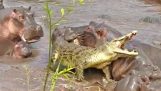 30 nijlpaarden het aanvallen van een krokodil