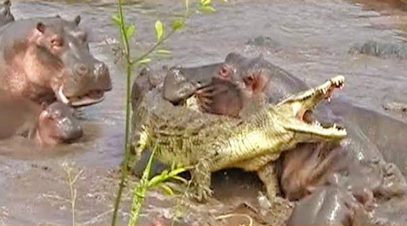30 nijlpaarden het aanvallen van een krokodil | Videoman