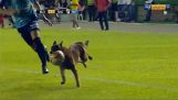 Police dog walks on the pitch and playing with the ball