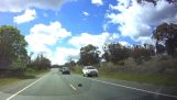 Όταν ένας σκαντζόχοιρος διασχίζει το δρόμο στην Αυστραλία