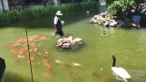 Koi-Fische folgen ihrem Lehrer
