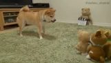 Kutya egy vitában egy játék