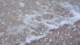 Des milliers de palourdes proviennent de sable