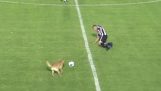 Dog tackles in soccer player