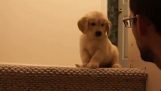 Jak učit štěně sestoupit po schodech
