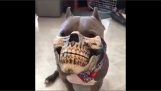 Le chien de masque de carnaval