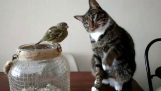 Cat touches a sparrow carefully