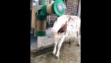 Automatická pračka pro krávy
