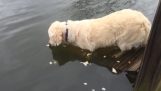 Собака пошла для рыбалки