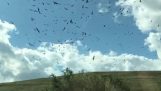 Vogels van een autoruit in slow motion