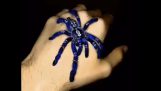 En blå spindel