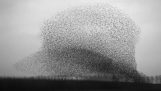 The spectacular flight of starlings