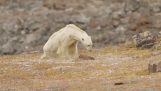 Μια πολική αρκούδα πεθαίνει από την έλλειψη τροφής